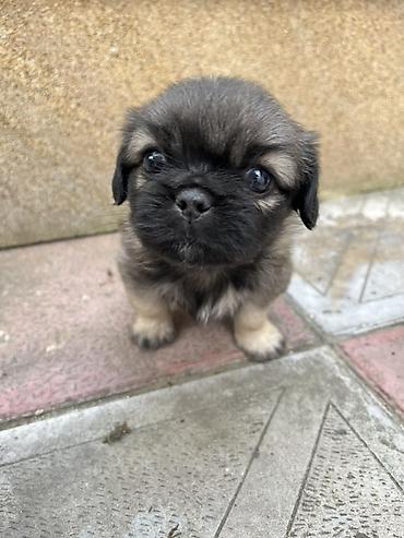 maraqli it adlari: Pekines, Peyvəndli — 4