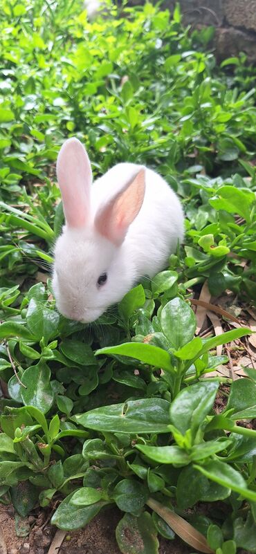 Dovşanlar: Dekorativ dovsanlar biri 15 azn — 7