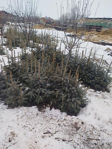 Ель: Ель голубая (Picea pungens, Blue Spruce) — саженцы из питомника — 18