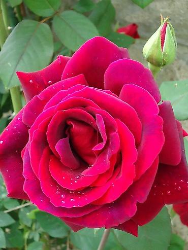 Роза: Розы!!! Розы!!! Розы!!! Саженцы роз!! Ул ташкентская 9 — 3