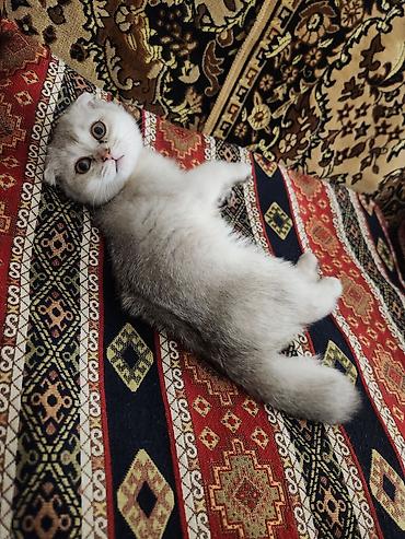 Кошки: Шотландская — 1