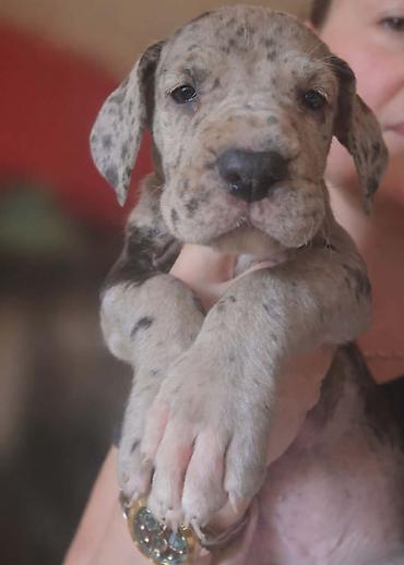 Psi: Dostupni stenci nemacke doge, rodjeni 09.03.2026. FCI registrovani — 1