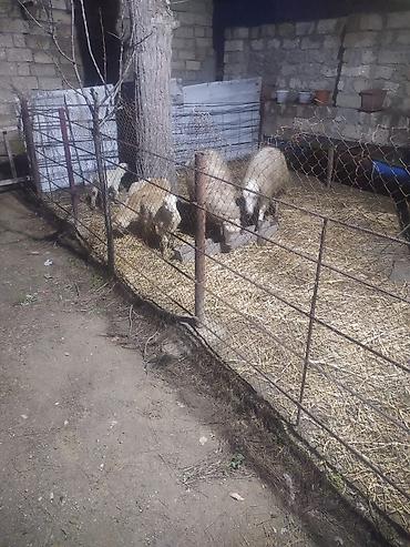 Qoyunlar, qoçlar: Qoyun və quzular - Cins: yerli ətlik/yunlu tip (şəkillərdə ana — 5