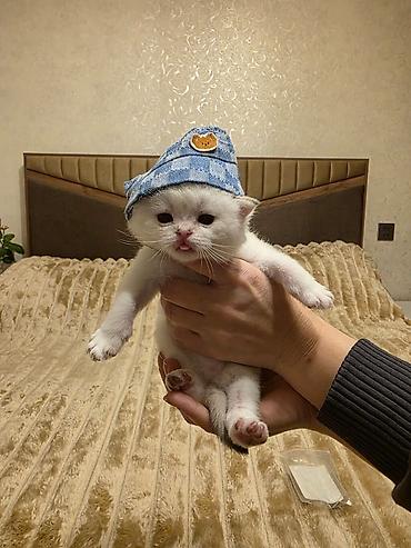 Pişiklər: Britan — 5