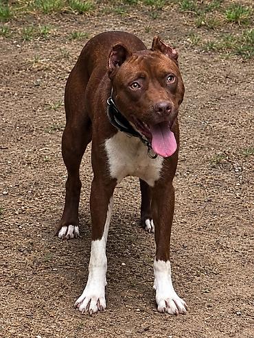 qiz it adlari: Pitbul, 1 il, Erkək, Peyvəndli, Ünvandan götürmə — 1