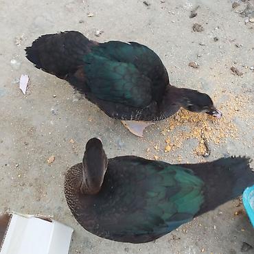 pitbull balaları: Zümrüd ayın 2si çıxmış balalar 10 manat və 3 aylığ zümrüd 25 manat — 5
