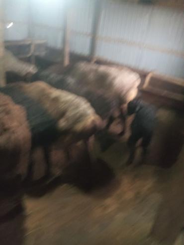 Баран, овца: Продаю | Ягненок, Баран (самец) | Для разведения | Матка — 6