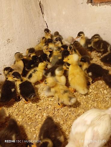 alman avcarkasi satilir: Salam Quban yerli pekin Hind ordeylerin satişi zakaz qebul olunur — 1