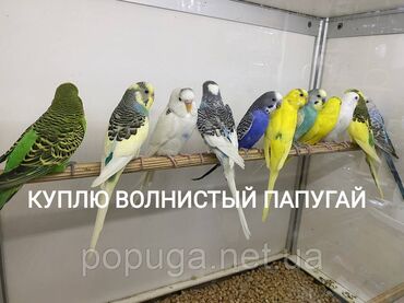 гнездовой домик для волнистых попугаев: Куплю волнистый папугай