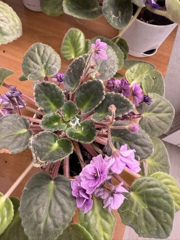 Фиалки и глоксинии: Фиалки (сенполии) комнатные, коллекционные сорта — 1