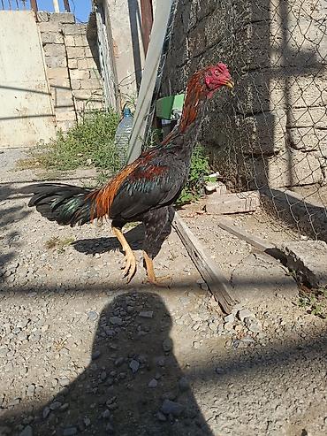 poni at satilir: Dekabr ayında çıxan beçədi oynaq heyvandi tayi olsa 1. 2 dqlik alan — 7