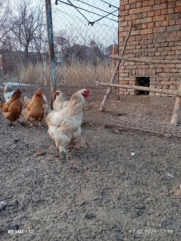 тоджон куры описание: Корооз сатылат баасы 1000сом жаш Бир жаш боло элек