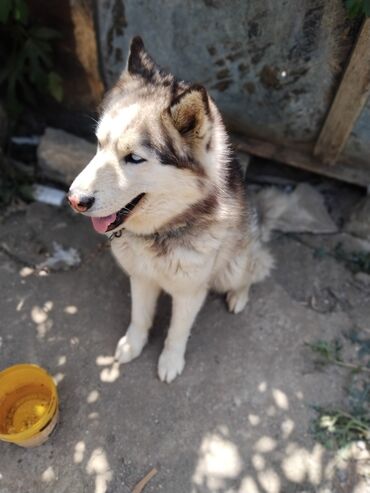 İtlər: Xaski, 3 ay, Erkek, Cütləşmə üçün, Ünvandan götürmə
