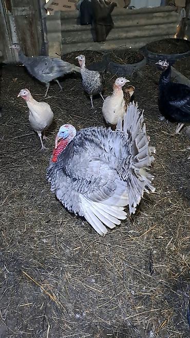 Hinduşkalar: Erkək, Damazlıq — 10