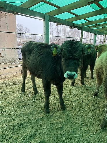 Коровы, быки: Продаю | Бык (самец) — 4
