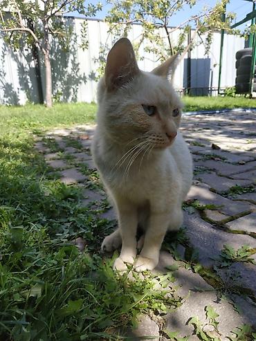 понилер: 2 года, Мальчик — 6