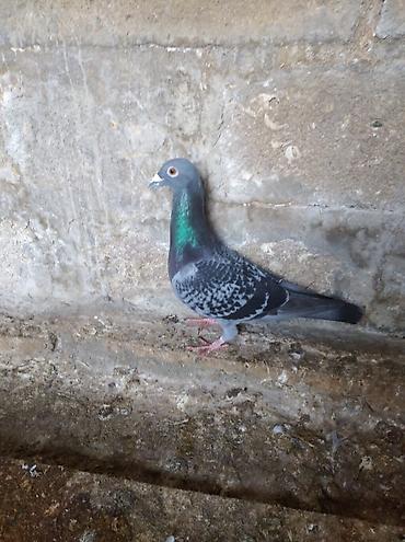 ev heyvan adlari: Biri mayadı biri erkeydi,biri 10 manat — 1