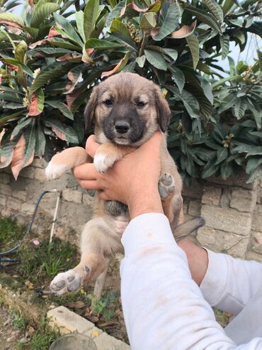 İtlər: Bala itlər. İki ayliqdi."PULSUZ VERILIR "Saglamdilar.Eziyyet çəkib — 2