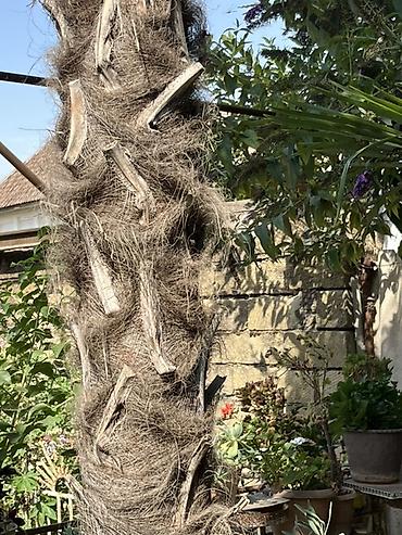 kohnə xalcalar: Məhsul: Bağ üçün dekorativ palma ağacı (Trachycarpus fortunei – — 2