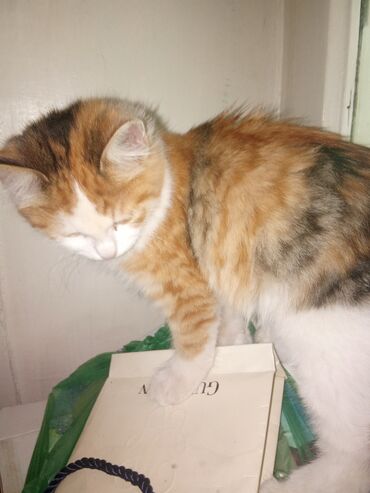 Pişiklər: Şotland uzun tüklü, Yaxşı əllərə, Ünvandan götürmə, Pulsuz çatdırılma, Ödənişli çatdırılma — 9