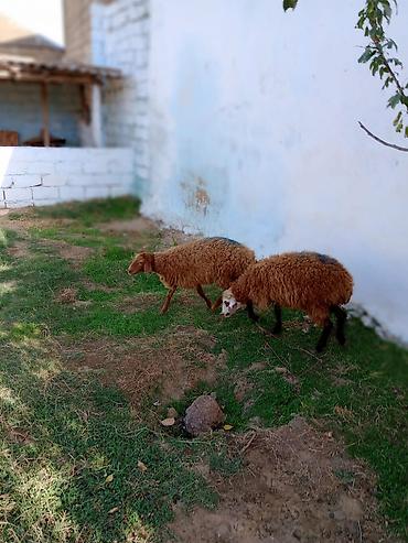 Mal-qara: Dişi quzular cütü 460 manata real alıcıya endirim olacaq — 8