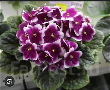 Фиалки и глоксинии: 🌱🌺🌱 Продаю сортовые ДЕТКИ стандартных, трейлерныхмини и полумини — 10