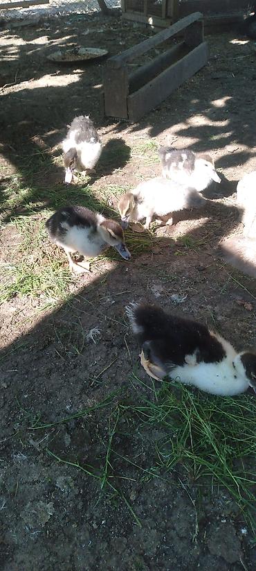 pekin ordəkləri: Amerkan vəKrasnadar sortudur 1 ayligdirlar. - Növ: Muscovy/hind — 2