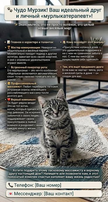 Мышыктар сатылат: Британ кыска жүндүү, 2 айлык, Эркек, Боз, Курттардан тазаланган — 10