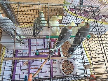 korella satışı: 🦜 Gənc Karella tutuquşuları satılır Müxtəlif rənglərdə gənc karella — 4