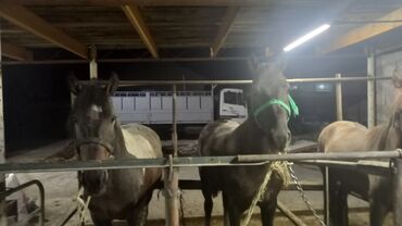 откормленные лошади: Продаю | Конь (самец), Жеребец | На забой | Племенные at lalafo.kg откормленные лошади: Продаю | Конь (самец), Жеребец | На забой | Племенные