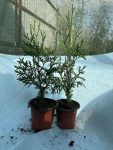 Туя: Туя западная — саженцы в контейнерах - Вид: Thuja occidentalis (туя — 9