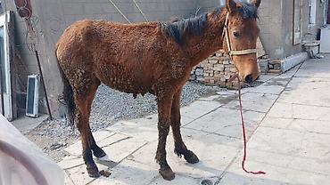 Лошади, кони: Продаю | Кобыла (самка) | Рабочий — 9