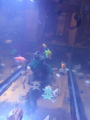 akvarium filterleri: Boş, 30 l, Ödənişli çatdırılma — 6