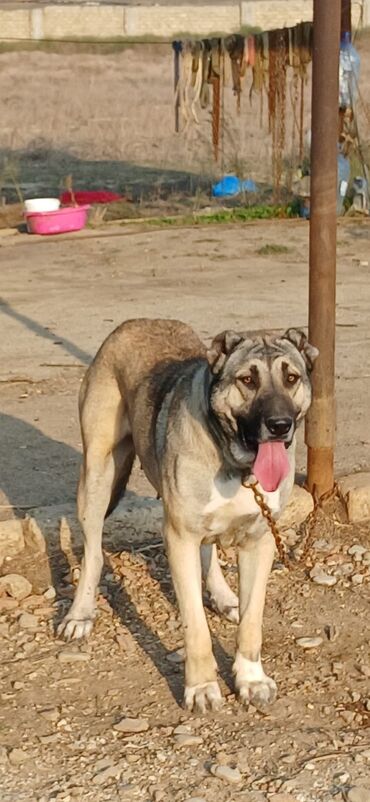 İtlər: Kanqal, 2 il, Dişi, Peyvəndli, Ödənişli çatdırılma — 8