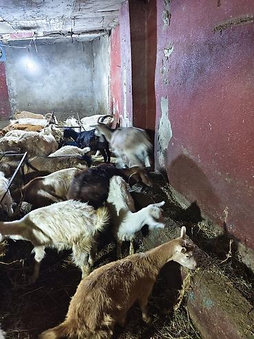Keçilər, çəpişlər: Satış: yerli keçilər sürüsü Məhsul təsviri: - Şəkillərdə görünən — 15
