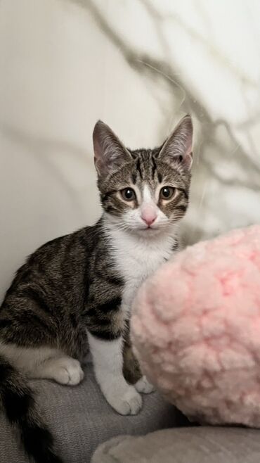 сколько стоит британская короткошёрстная кошка: Беспородная, 3 месяца, Мальчик, Приучена к лотку