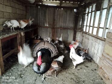 Hinduşka: Erkək, Kanada, Amerika, Yumurtalıq, Ünvandan götürmə, Ödənişli çatdırılma — 4