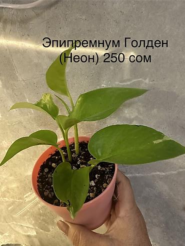 Другие комнатные растения: Укоренённые черенки растений от 150-300 сом — 19