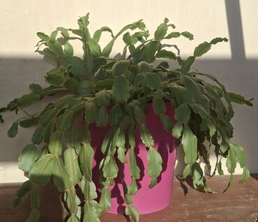 yaş aboy: Epifillium/Orxide kaktusu (Schlumbergera/“Sevgi kaktusu”) – dekorativ