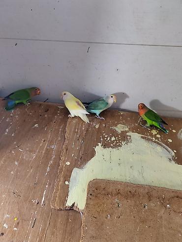 Tutuquşları: Sevgi quşları (lovebird) – bir neçə fərqli rəng mutasiyası ilə — 3