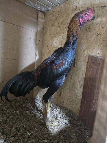 купить породистую собаку: Продаю | Петух | Бойцовая | Для боев