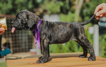 Psi: Postanite vlasnik jednog od naših vrhunskih Cane Corso štenaca — 17