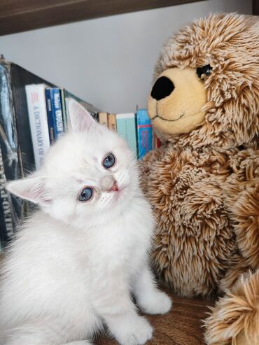 Pişiklər: Britan -da lalafo.az — 5 Pişiklər: Britan — 5