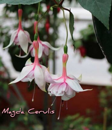 Другие комнатные растения: Продаю Детки!!! (укорененные черенки)сортовых,комнатных фуксий!Цена — 12