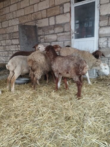 Qoyunlar, qoçlar: Salam ümlikdə 6 ədədir tək tək 245 dən hamin alan olsa 1450 dən son -da lalafo.az — 5 Qoyunlar, qoçlar: Salam ümlikdə 6 ədədir tək tək 245 dən hamin alan olsa 1450 dən son — 5