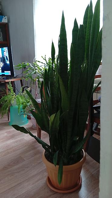 черный принц: Комнатные растения в горшках 1) Сансевиерия (Sansevieria trifasciata — 2