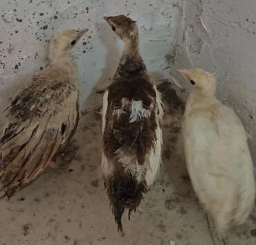 сколько стоит аквариум: Tovuzquşu balası çatdırmaq olar qiymət uçunə aiddir