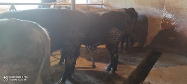 Коровы, быки: Продаю | Бык (самец) | Ангус, Герефорд | На откорм | Привязанные — 20