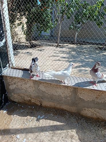 ucuz goyərcinlər: Quşlar hamısı bir yerdə satılır. Tam sağlam normal uçan quşlardı — 2