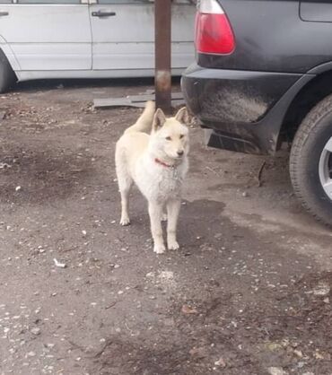 вакансии на охрану: Собака даром: 8 месяцев, Самец